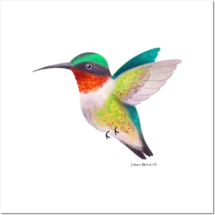 Hummingbird Posters and Art